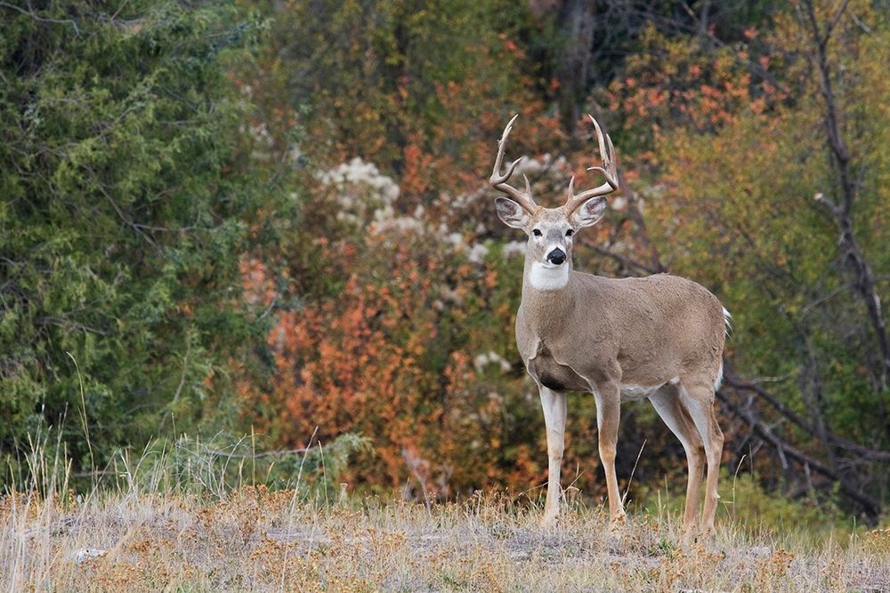 White-tailed Deer Buck